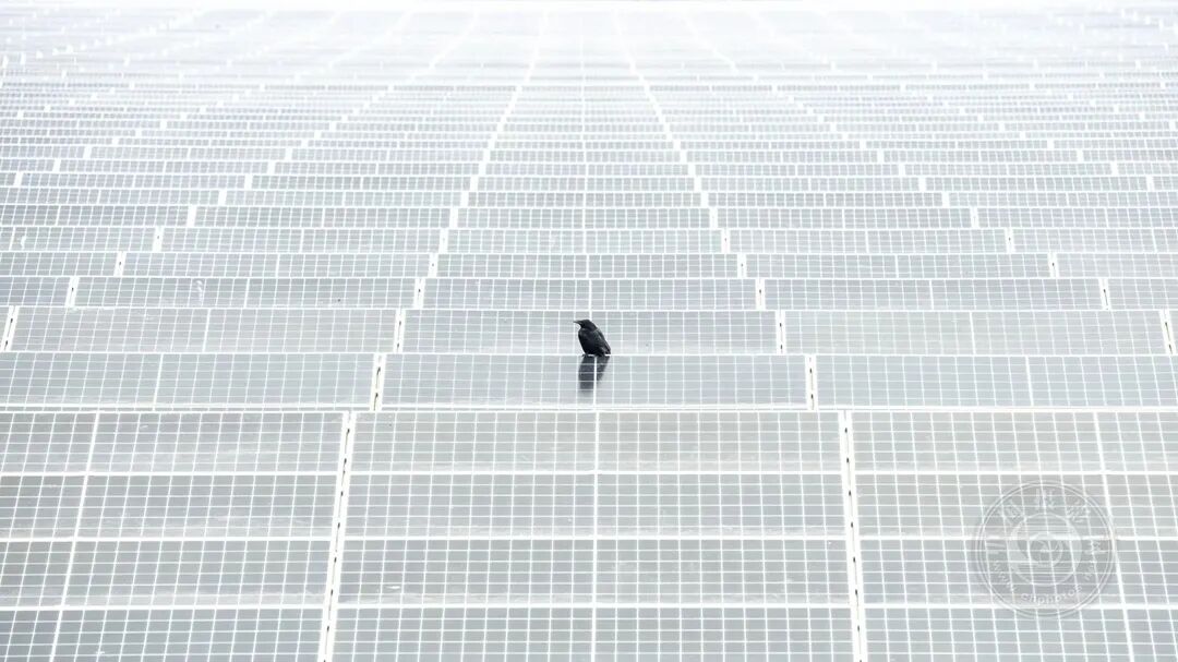 茄子视频在线观看视频在线高清海报