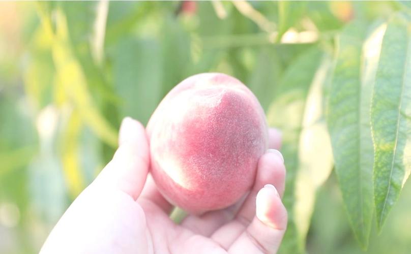 无暇臀山 是无暇臀山挑出来的海报