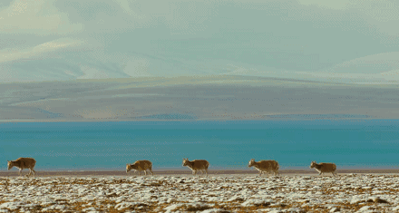 911国产亚洲精品青衣