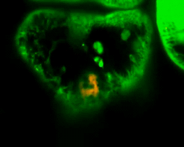 国产成人AV大片大片在线海报