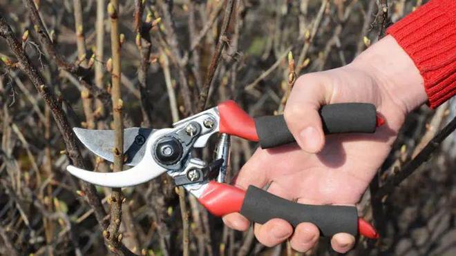 蓝井优太 石原希望 希望强剧情冲突的蓝井用户